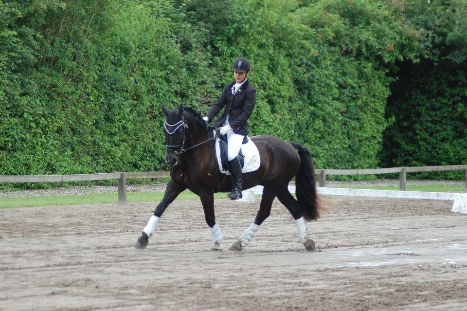 Welsh Cob (sec D) Englyst Shakespeare billede 16