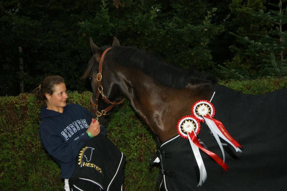 Welsh Cob (sec D) Englyst Shakespeare billede 17