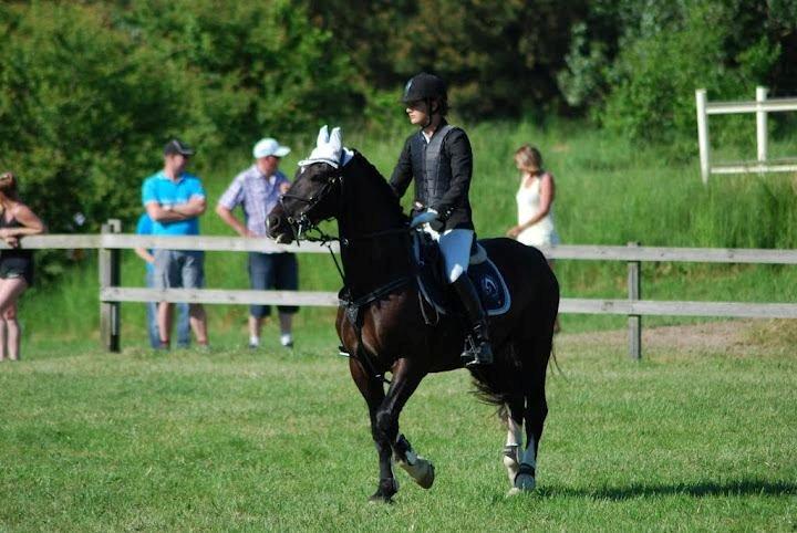 Welsh Cob (sec D) Englyst Shakespeare billede 18