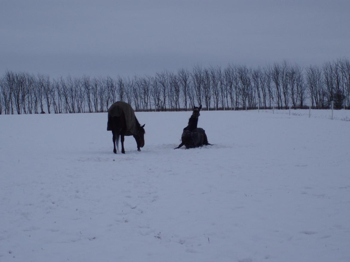 Traver Lane Earth - det er dejligt at rulle sig i den nye sne billede 9
