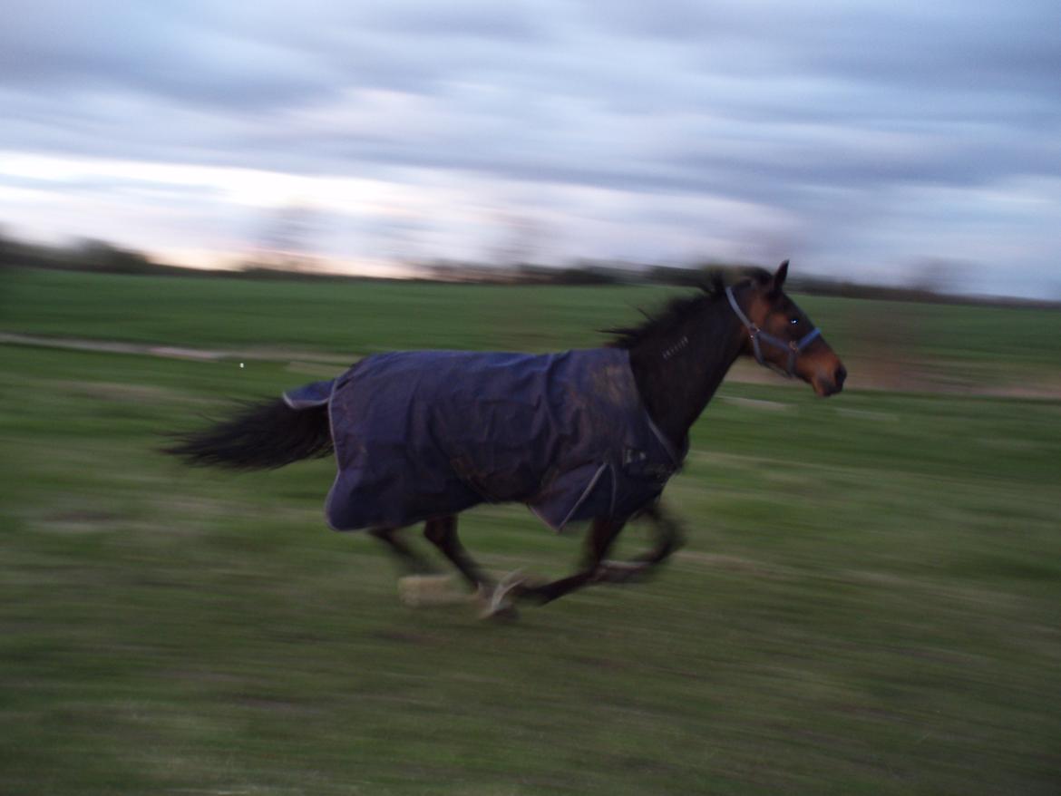 Traver Lane Earth - det er altid dejligt med en god galop tur så mor ikke kan fange mig billede 3