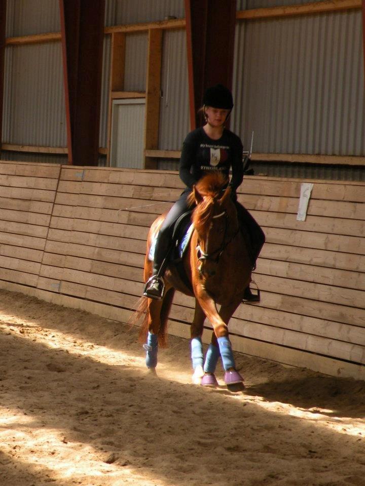 Anden særlig race Papaya billede 3