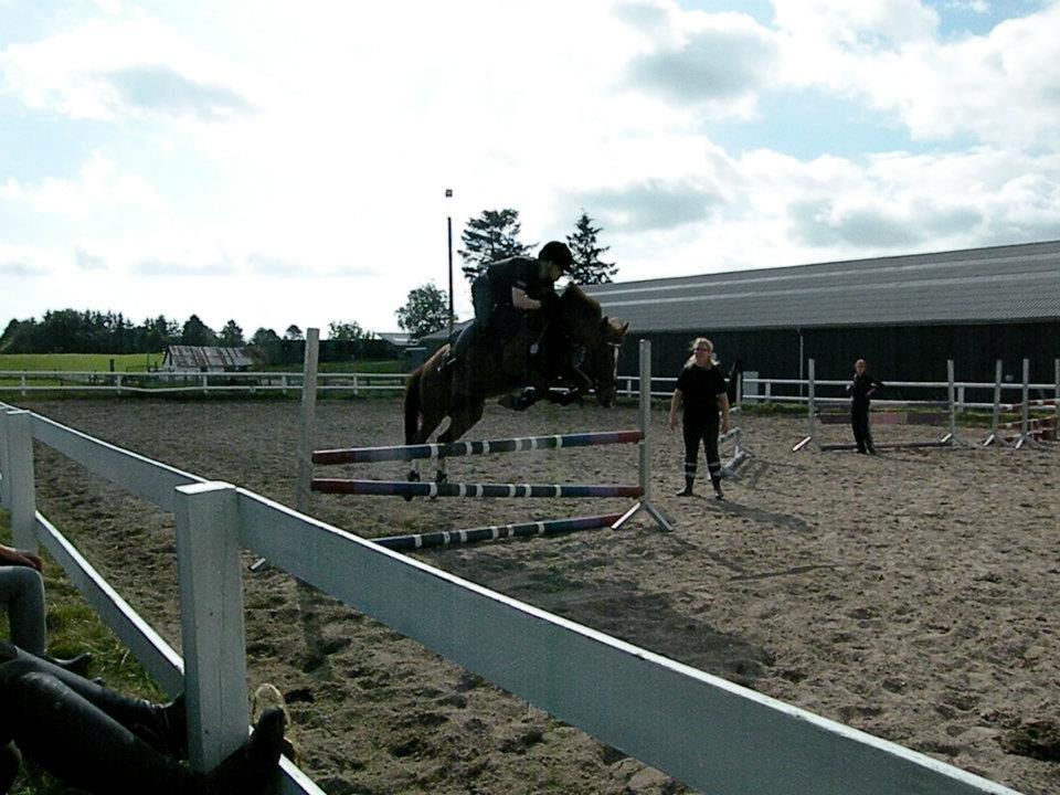 Anden særlig race Papaya billede 5