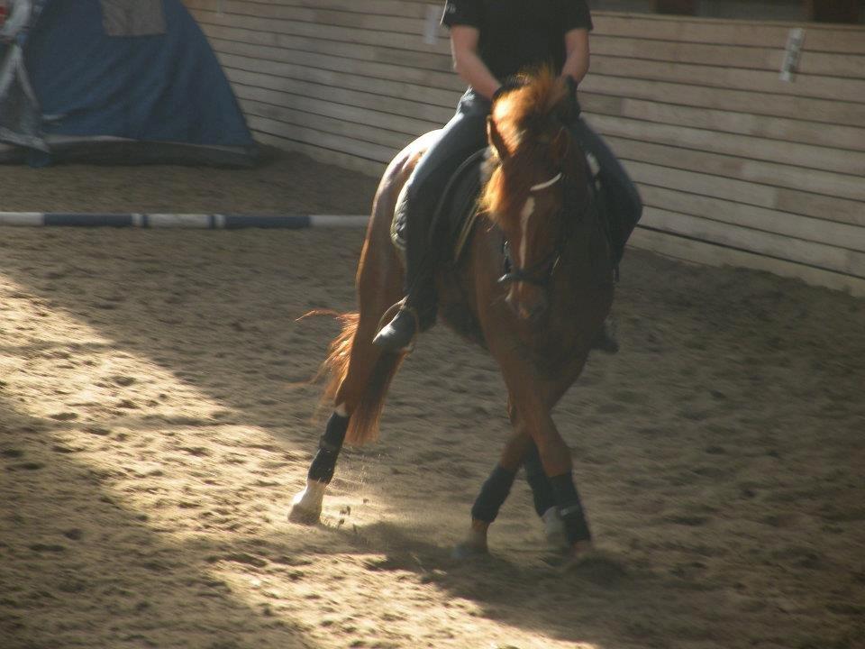 Anden særlig race Papaya billede 6