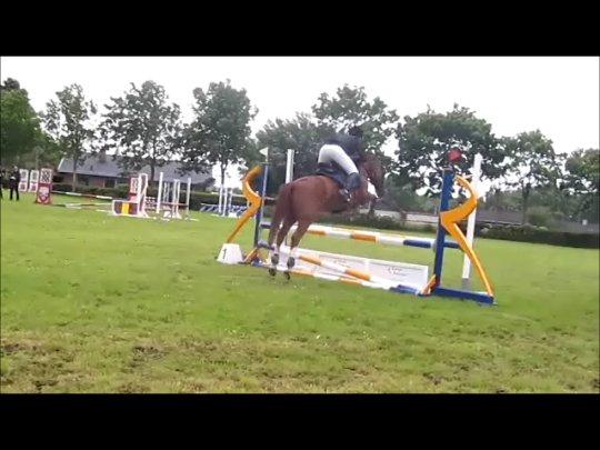 Anden særlig race Papaya - 2. stævne - LB1* billede 10