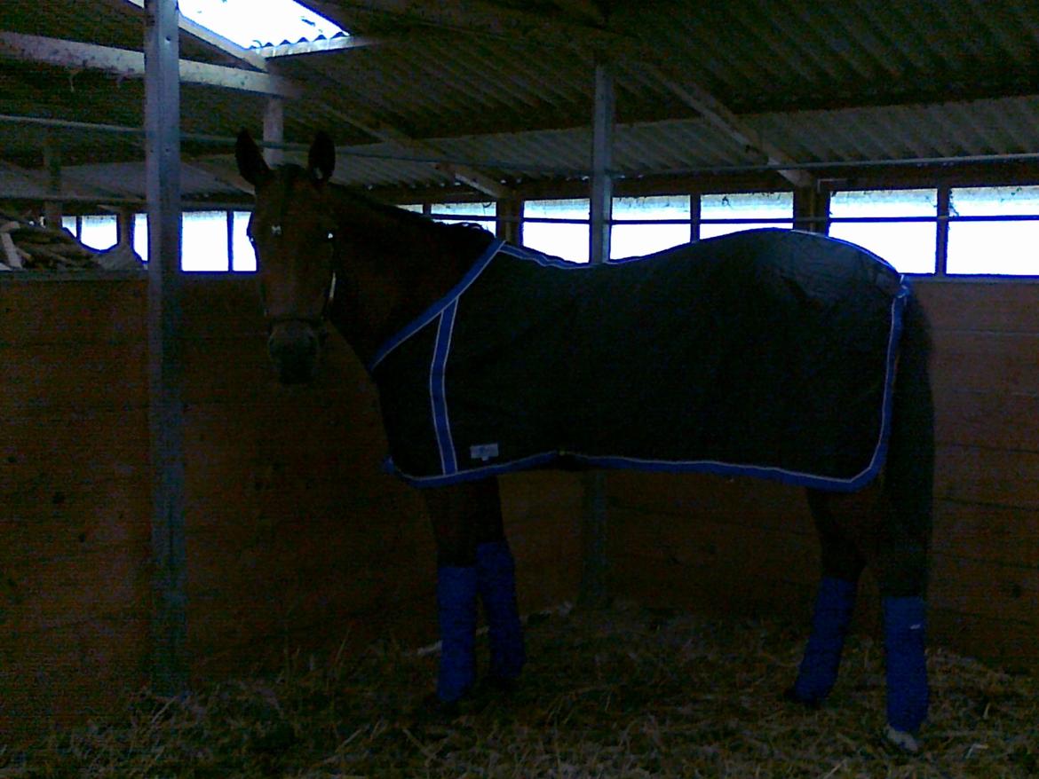 Traver Impish Guy billede 14