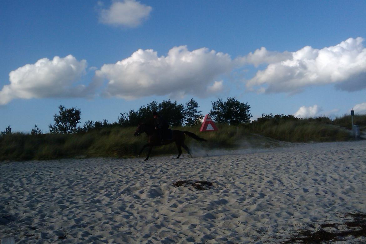 Traver Impish Guy billede 9