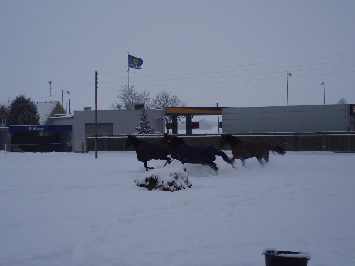 Traver Impish Guy billede 7