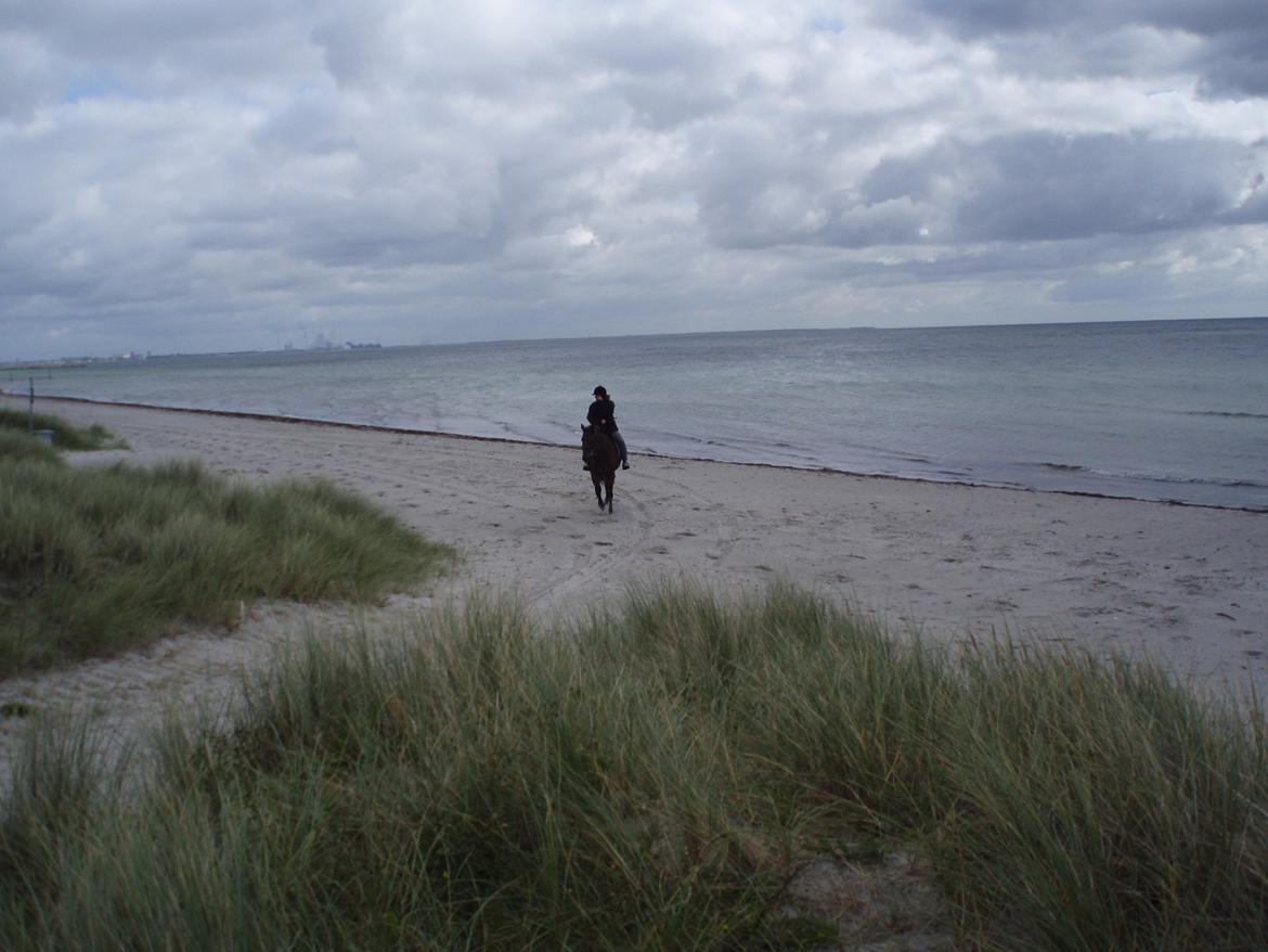 Traver Impish Guy billede 2