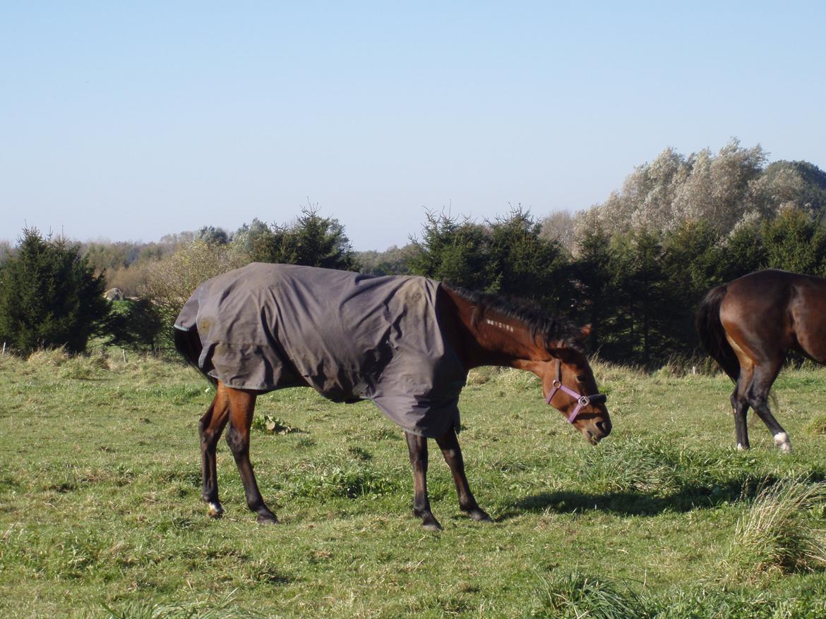 Traver Impish Guy billede 11