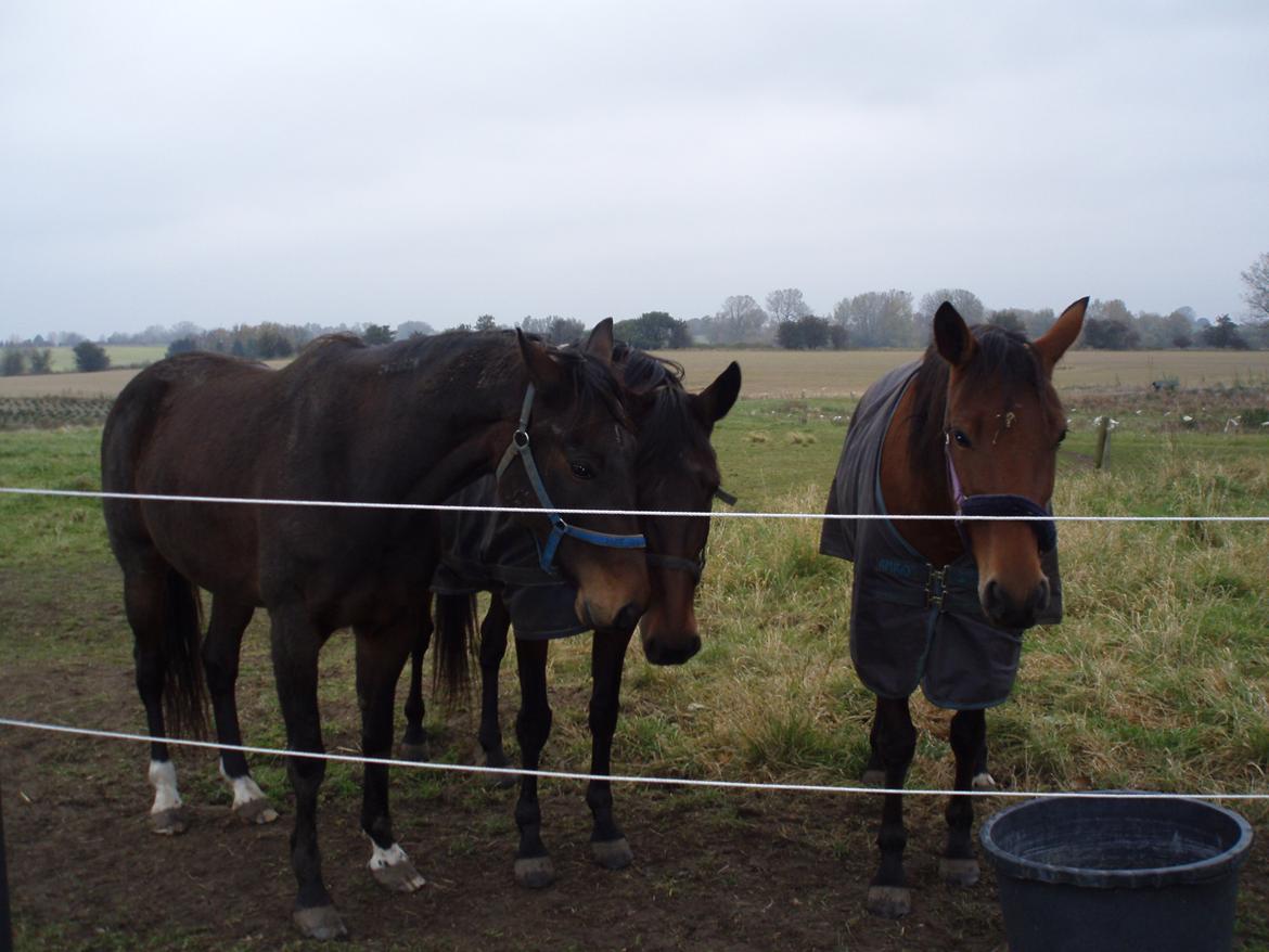 Traver Impish Guy billede 15