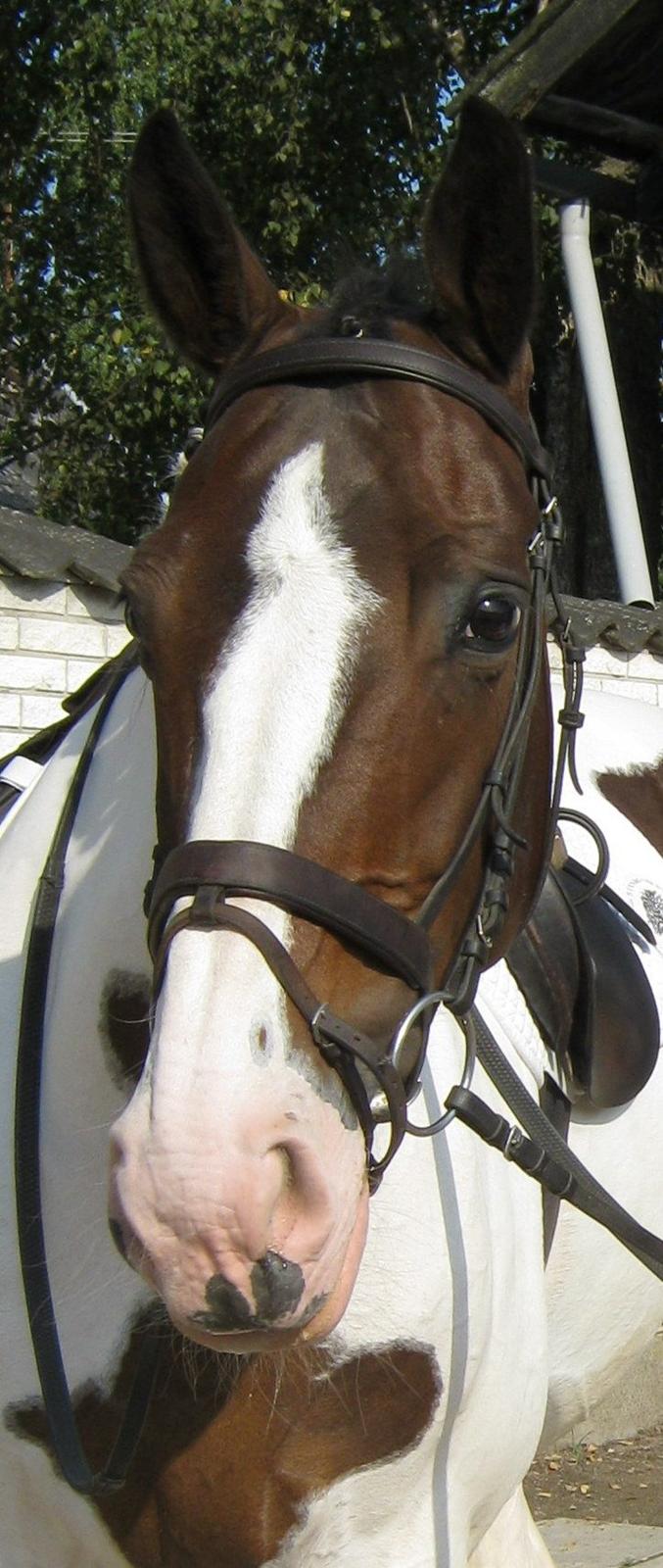 Anden særlig race Maglebjergs Color Girl - Maglebjergs Color Girl - den smukkeste plethest jeg har mødt  billede 1