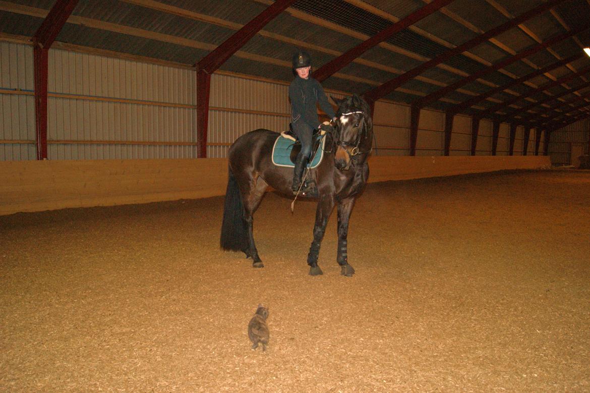 Dansk Varmblod Møllegårds Malou ~RDH~ - 29-01-2013
Lille Mis på afvej :) billede 9