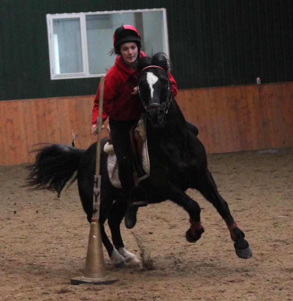 Hollandsk Sportspony Jimmy - Mark Deviit kusus 2013 billede 14