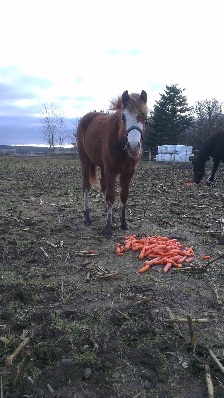 Welsh Partbred (Sec F) Struntze's Wanna' Play R.I.P - Januar 2013 billede 26