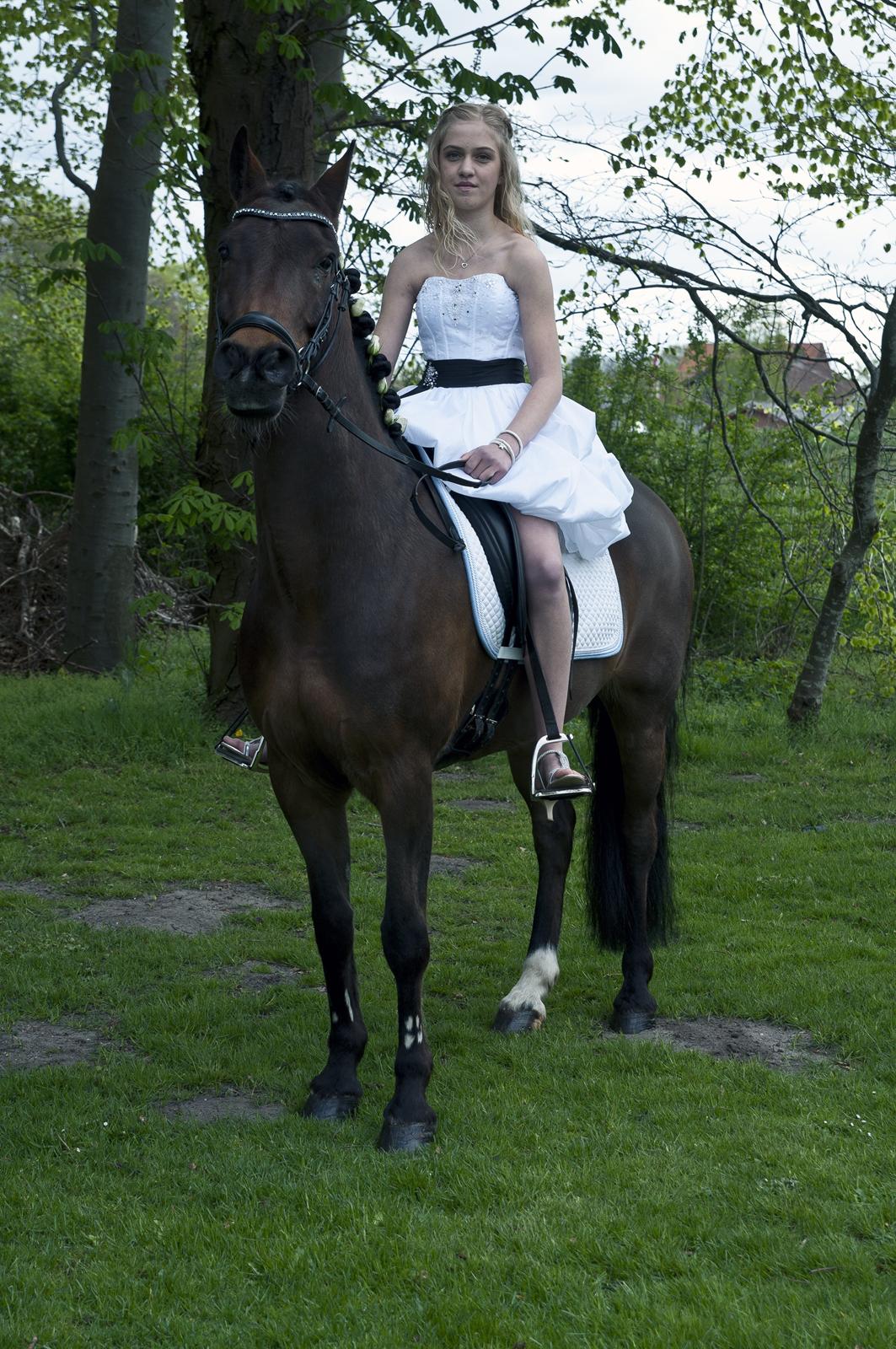 New Forest Gay Count Tarok Halv A-Pony solgt:'( - Konfirmation 2012 billede 11