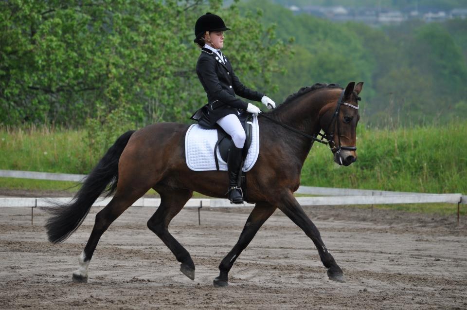 New Forest Gay Count Tarok Halv A-Pony solgt:'( - Sydjys Mesterskab Hold 2012 holdet blev nummer 5 billede 12