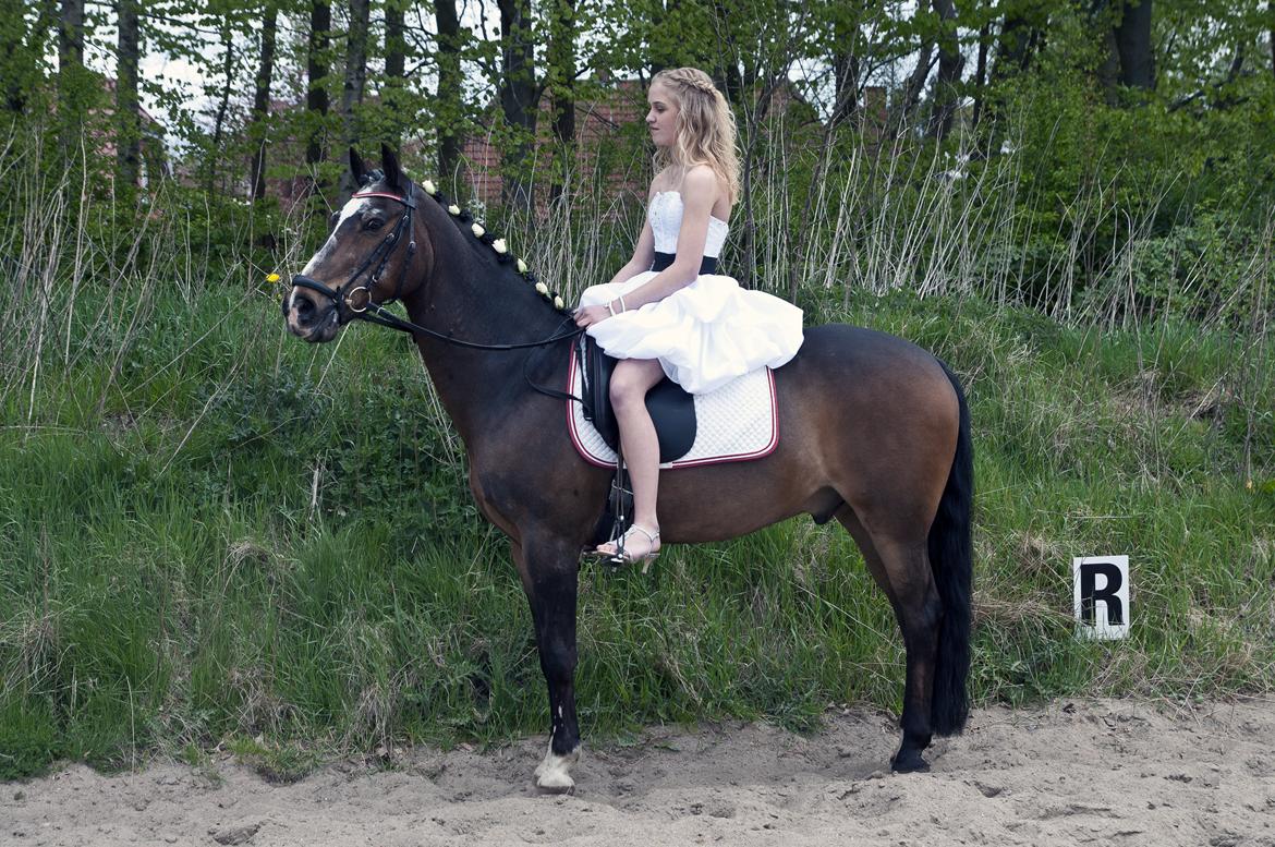 Tysk Sportspony Vämpy!:*<3 B-Pony SOLGT:( - Konfirmastion 2012 billede 12