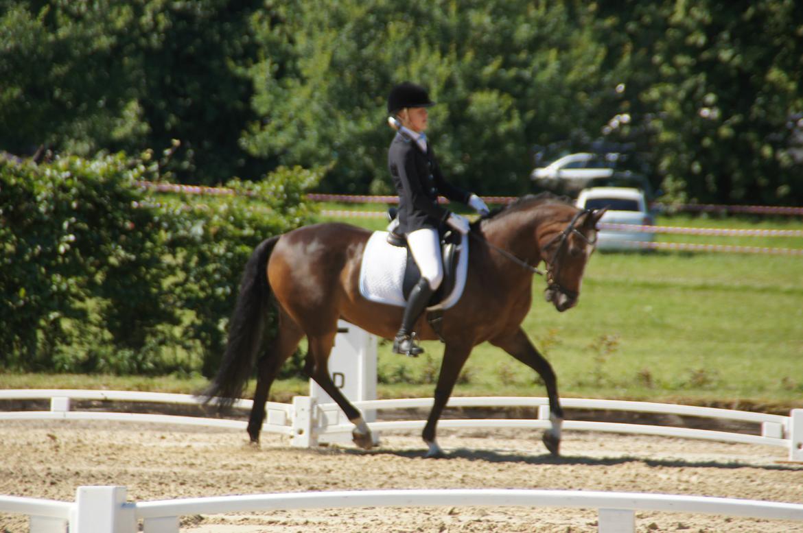 Tysk Sportspony Vämpy!:*<3 B-Pony SOLGT:( - PRT vilhemsborg 2012 billede 14