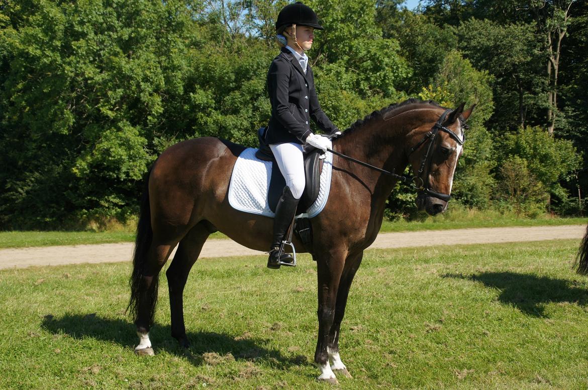 Tysk Sportspony Vämpy!:*<3 B-Pony SOLGT:( - Venter på og skal ind på banden billede 15