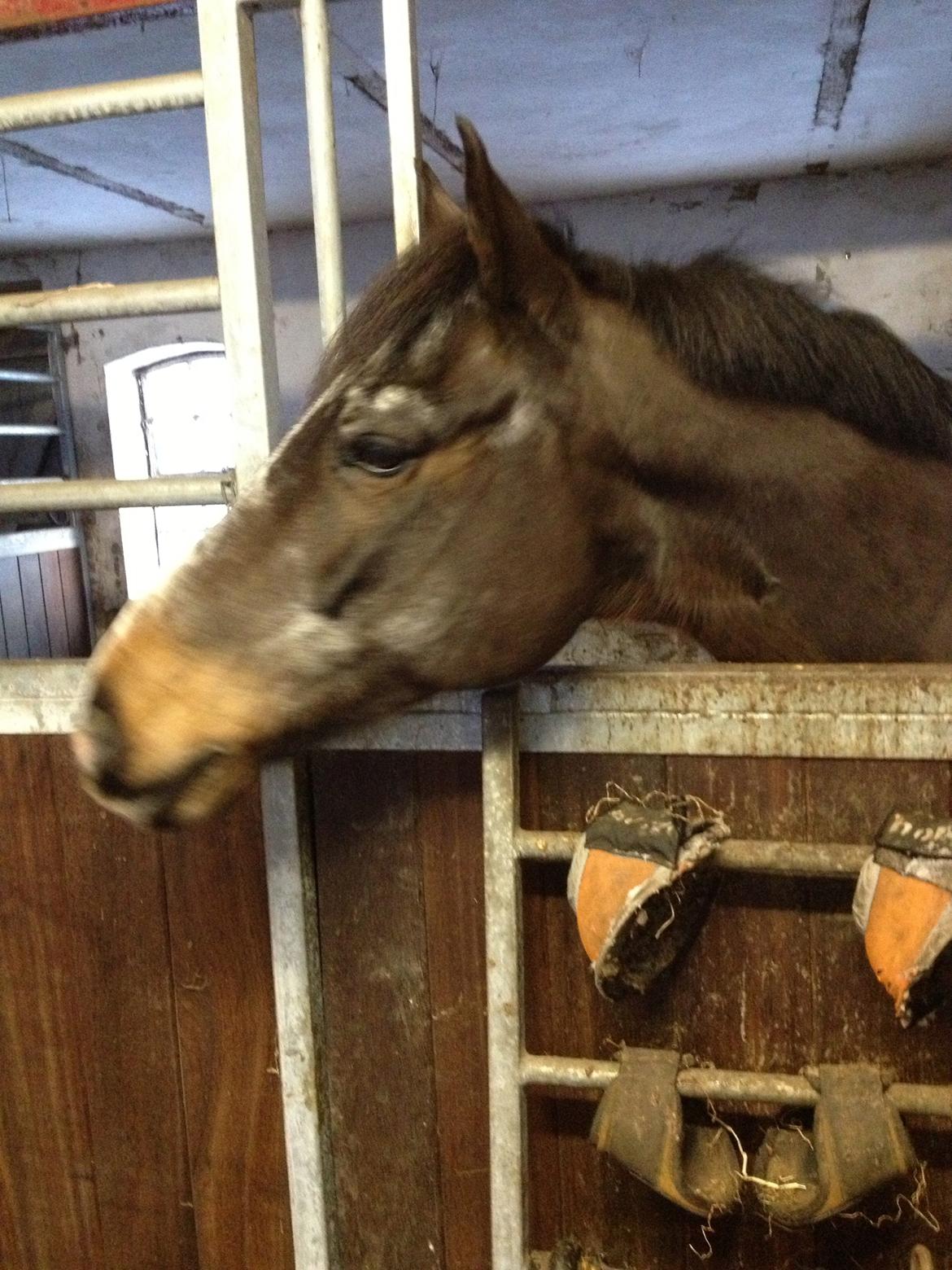 Tysk Sportspony Vämpy!:*<3 B-Pony SOLGT:( - Tak fordi i kiggede med:-) billede 17