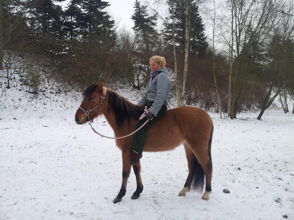 Anden særlig race Unica star - Første gang med rytter på. billede 28