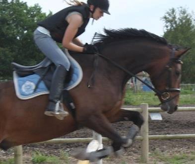 Dansk Varmblod Cameo Star Wind billede 15