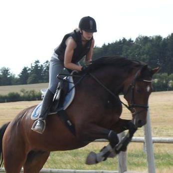 Dansk Varmblod Cameo Star Wind billede 16