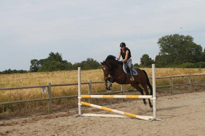 Dansk Varmblod Cameo Star Wind billede 18