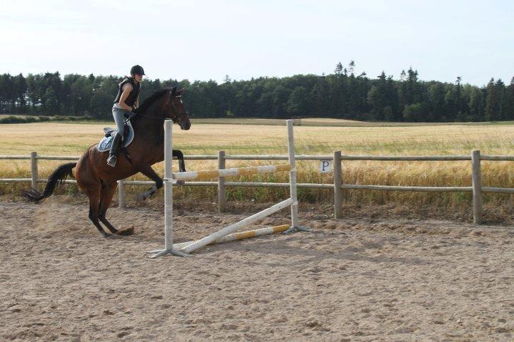 Dansk Varmblod Cameo Star Wind - Vi gjorde det umulige <3 billede 19