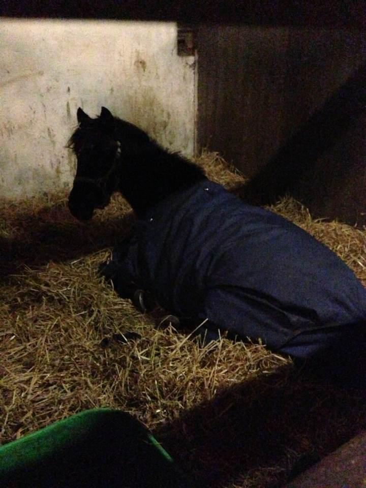 DSP Snorgaardens Mistrael [Rider ikke mere] - Foto: Ida, vinteren 2013 billede 13