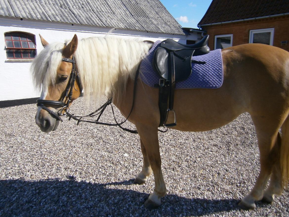 Haflinger Fiona solgt billede 10