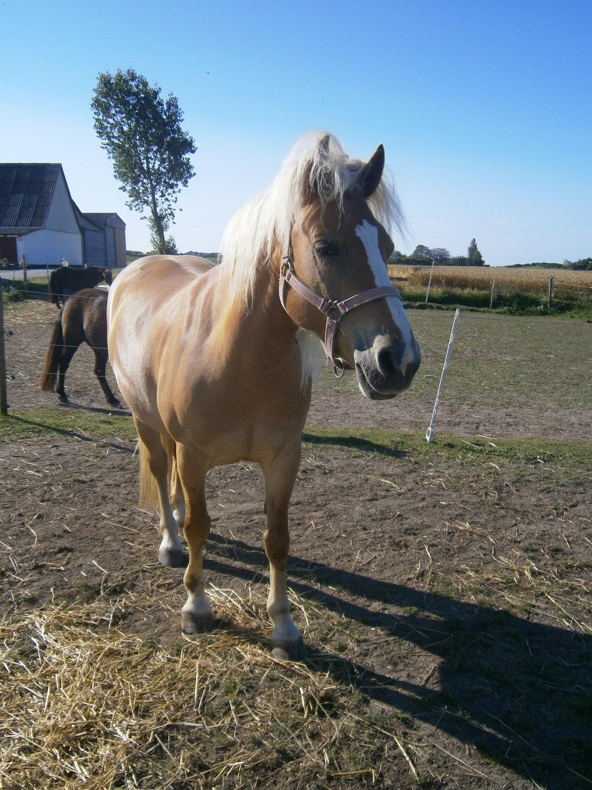 Haflinger Fiona solgt billede 11