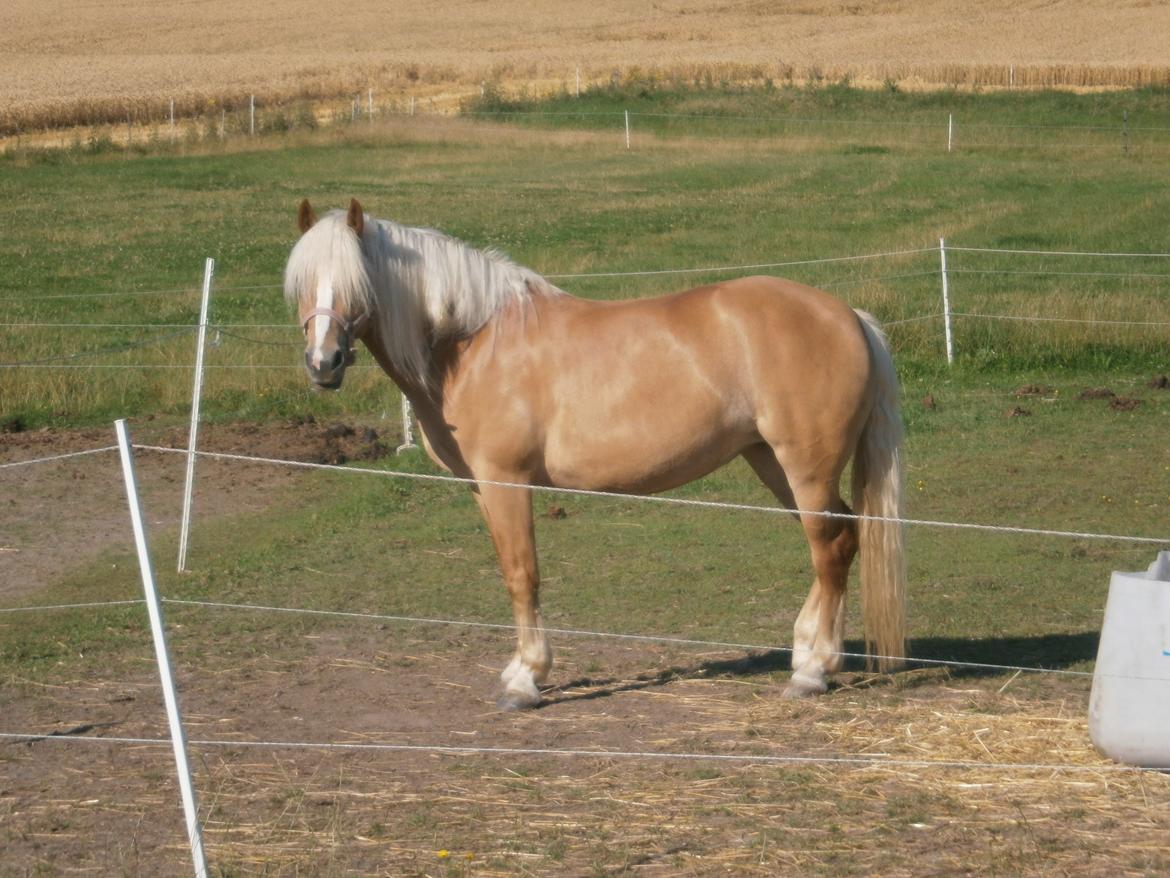 Haflinger Fiona solgt billede 1