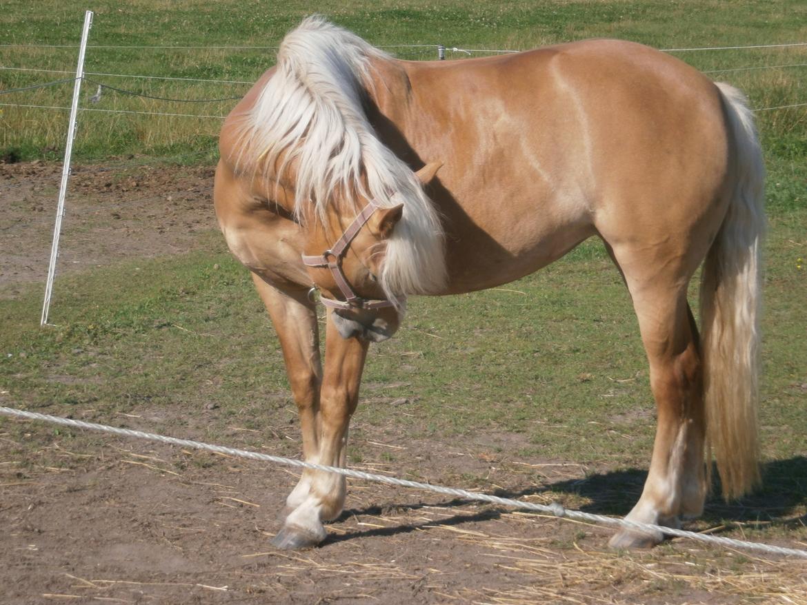 Haflinger Fiona solgt billede 2