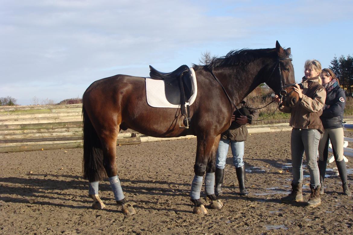 Oldenborg Egelund Milagro billede 20