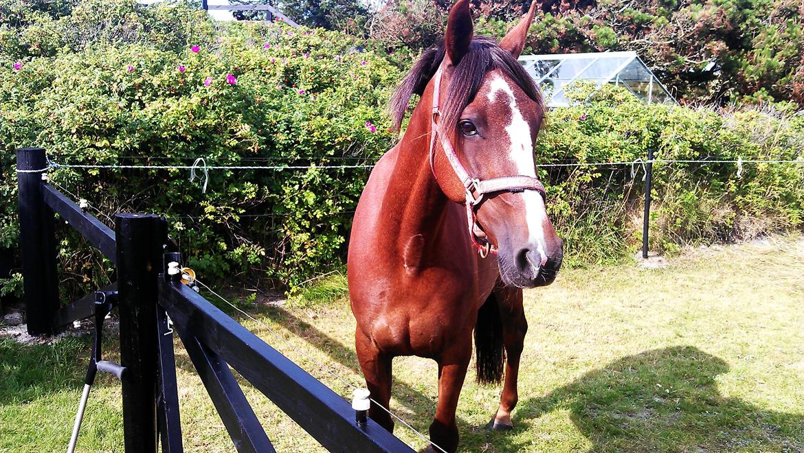 Standardbred Jaqueline Egely "Luna" - Sommerhuset, 12 billede 9