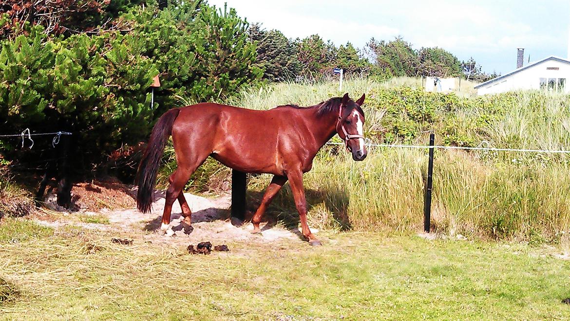 Standardbred Jaqueline Egely "Luna" - Her er hun meget muskelfattig, efter en lang periode som foldbums :0))) - 
 '12 billede 13
