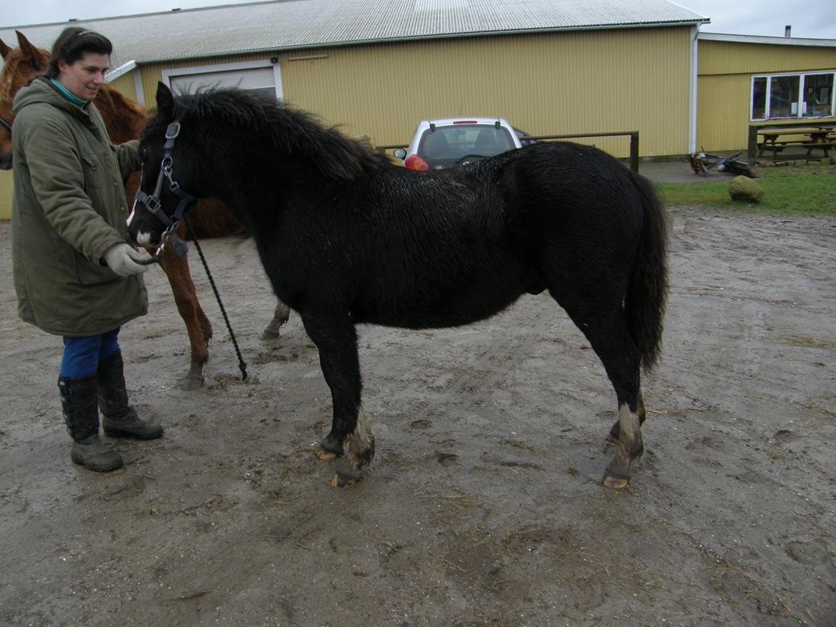 Welsh Pony af Cob-type (sec C) St. Tidsel Brandon billede 11