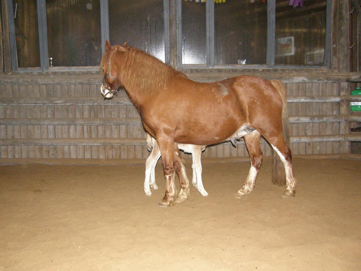 Welsh Pony af Cob-type (sec C) ROSENGÅRDENS NADINA billede 6