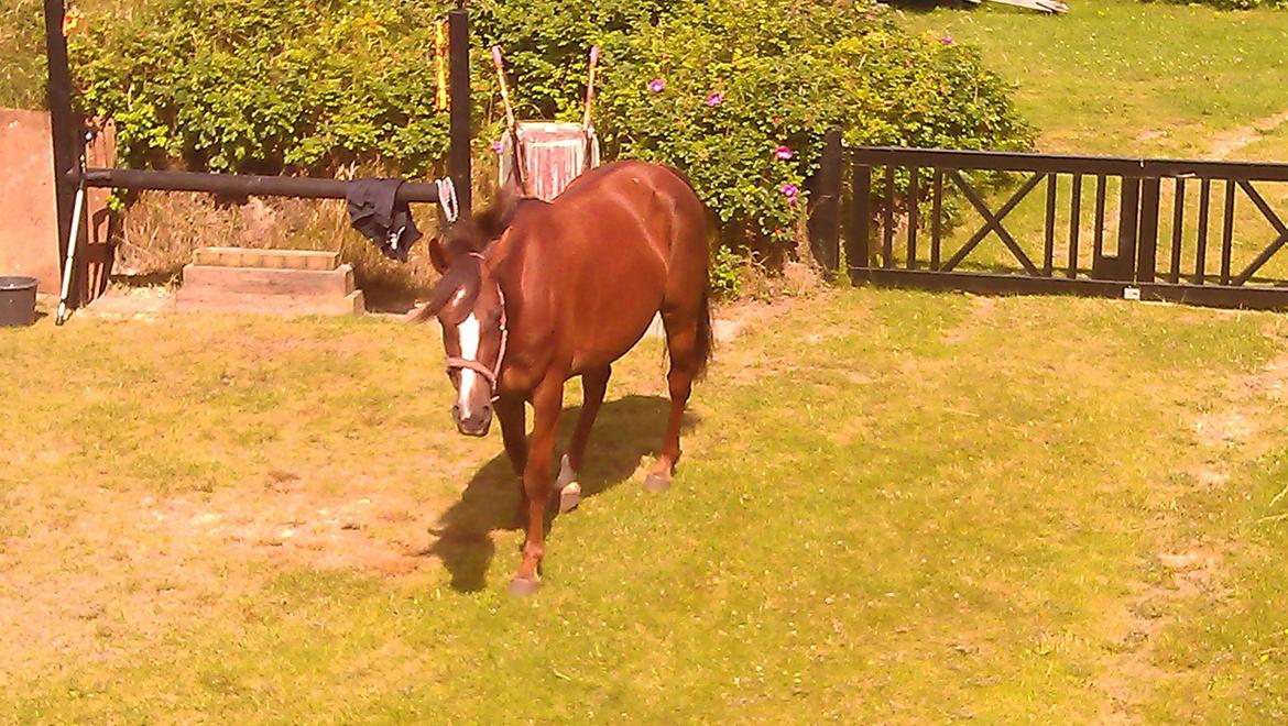Standardbred Jaqueline Egely "Luna" - Sommerhuset, '12 -
Fotograf: Thomas billede 5