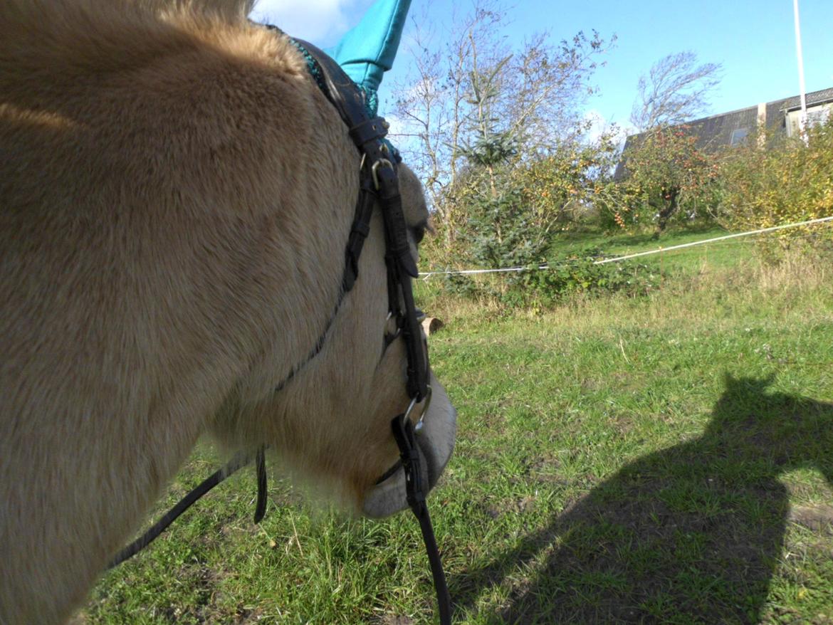 Fjordhest Luna - ude og ride på Lunatøsen billede 13