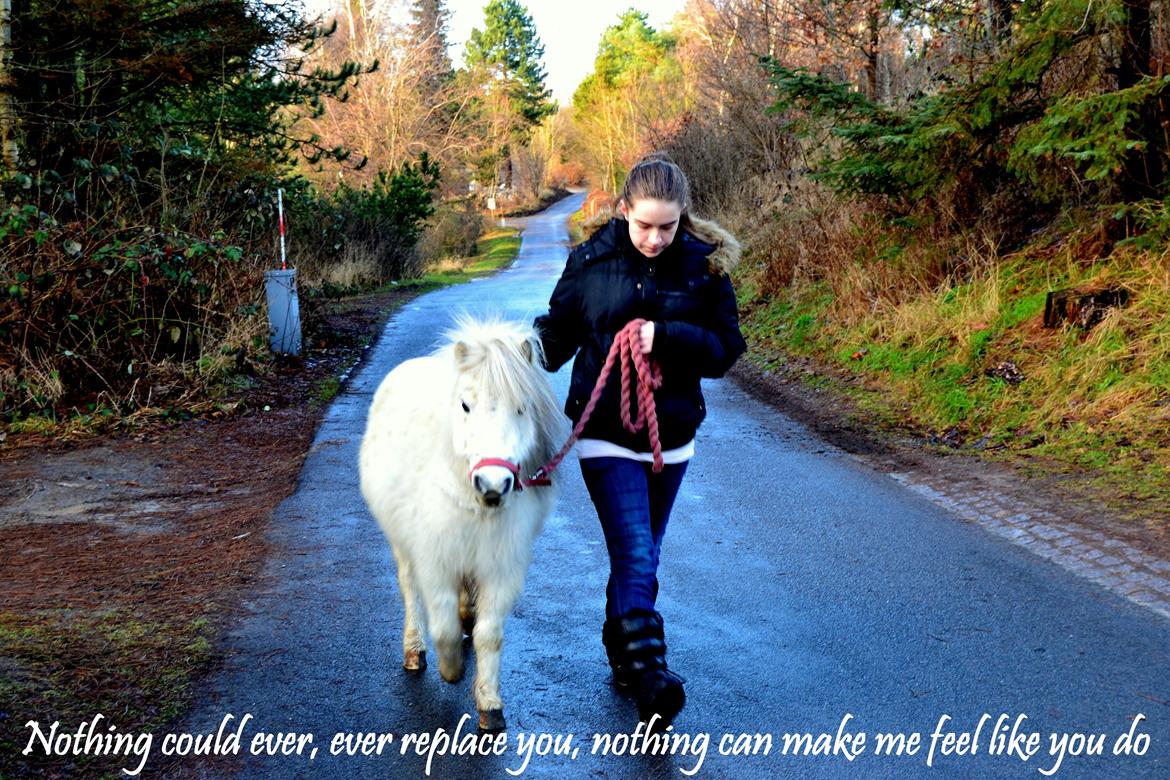 Dansk Miniature <3Katrinemindes perhaps love<3 Soulmate!<3 billede 1