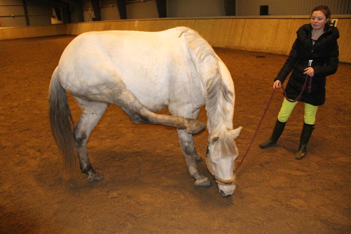 Anden særlig race Enghavegårdens Rocky *Solgt* - Det klør! (: billede 11