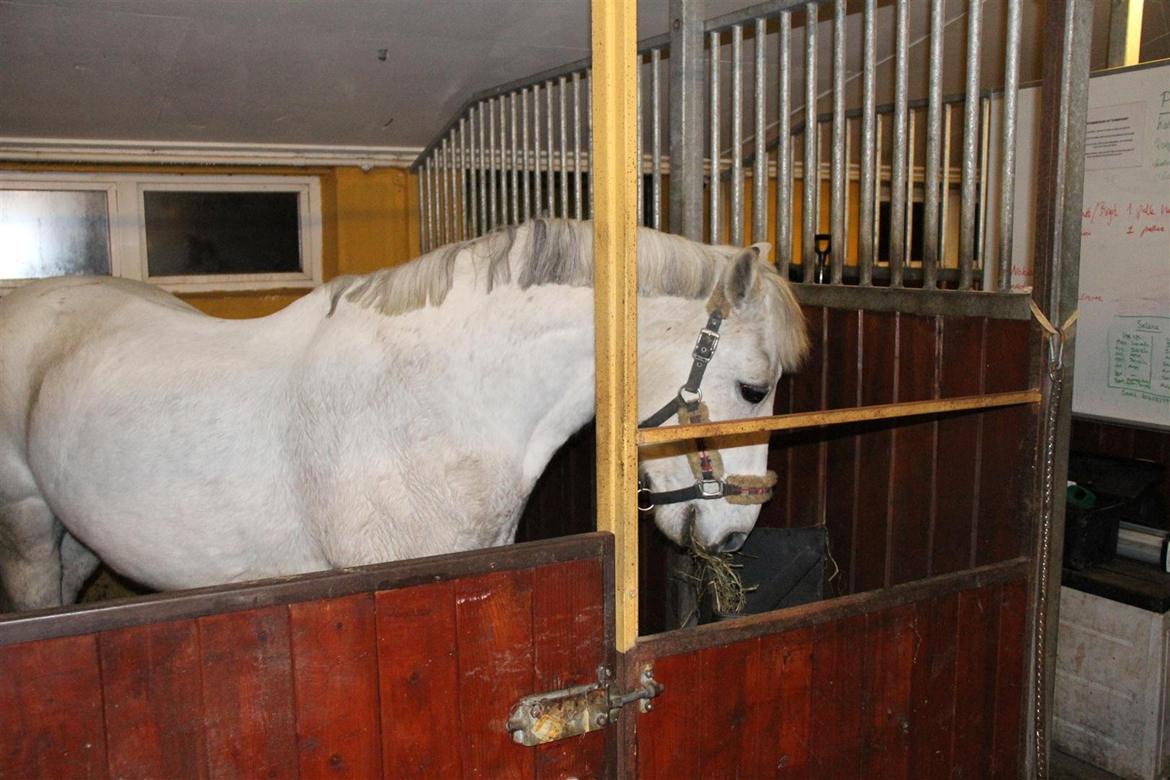 Anden særlig race Enghavegårdens Rocky *Solgt* - I sin nye boks :* billede 12