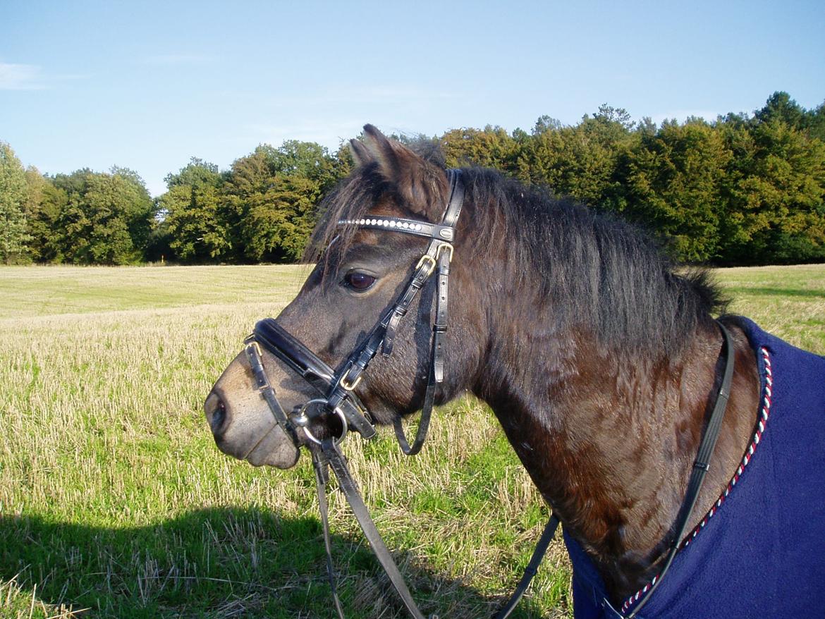 Welsh Pony (sec B) Bjerregårds Montana solgt - Smukke dreng!<3 billede 6
