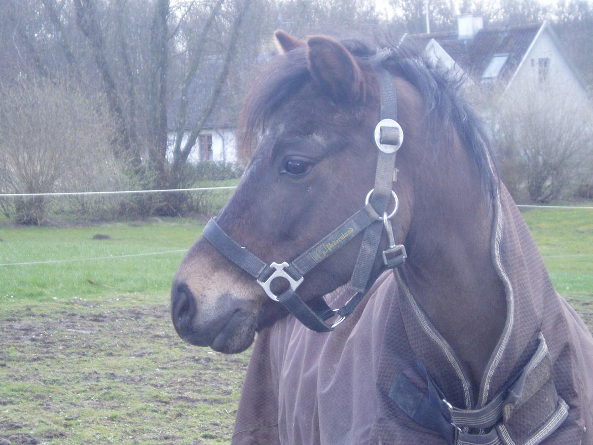 Welsh Pony (sec B) Bjerregårds Montana solgt - Nårh putte<3 vinter 2012 billede 8