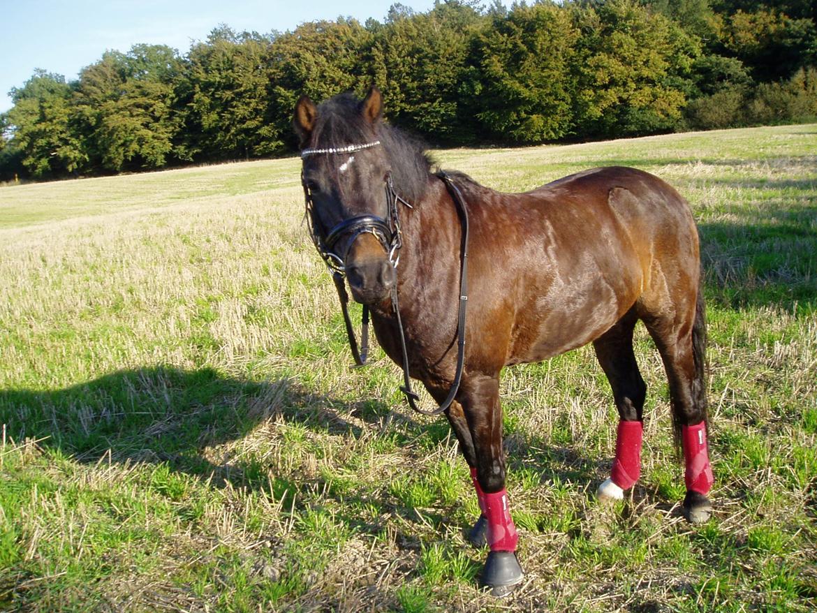 Welsh Pony (sec B) Bjerregårds Montana solgt - smuksak! billede 7
