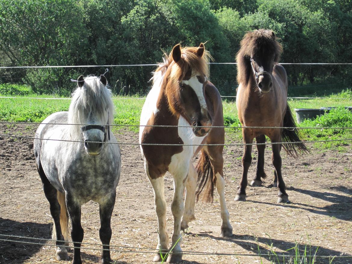 Pinto Nappemarkens Pimento - Her er han på folden, med min gamle pony Porsche og min mors islænder Garpur. billede 4