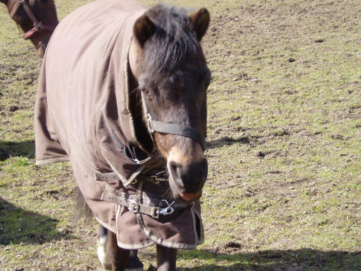 Welsh Pony (sec B) Bjerregårds Montana solgt - Vinter 2012 billede 9
